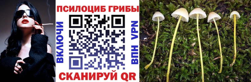 где найти наркотики  гидра   Псилоцибиновые грибы Magic Shrooms  Георгиевск 